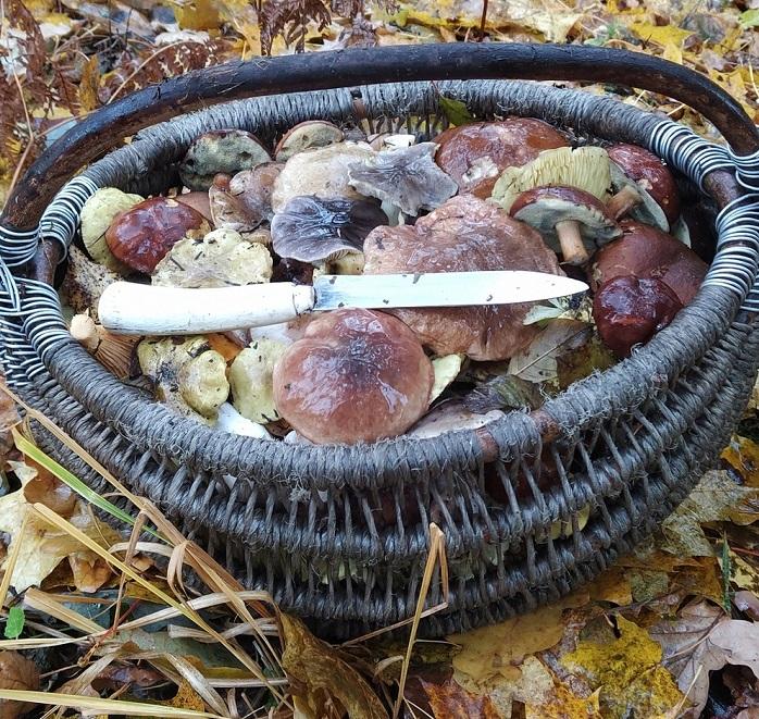 грибы солигорск