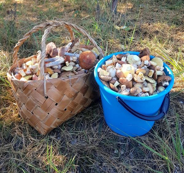 грибы маслята