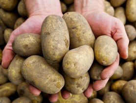 Будем с бульбой? Почему популярный в Беларуси продукт выращивать стали меньше