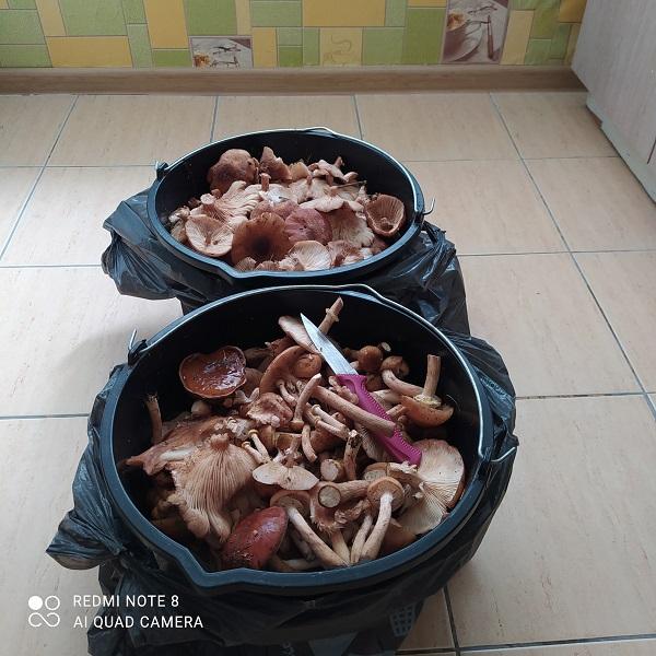 грибы опята