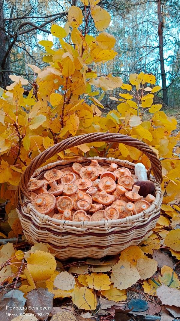 рыжики грибы