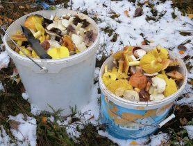 В Беларуси грибы находят даже несмотря на снег в конце октября