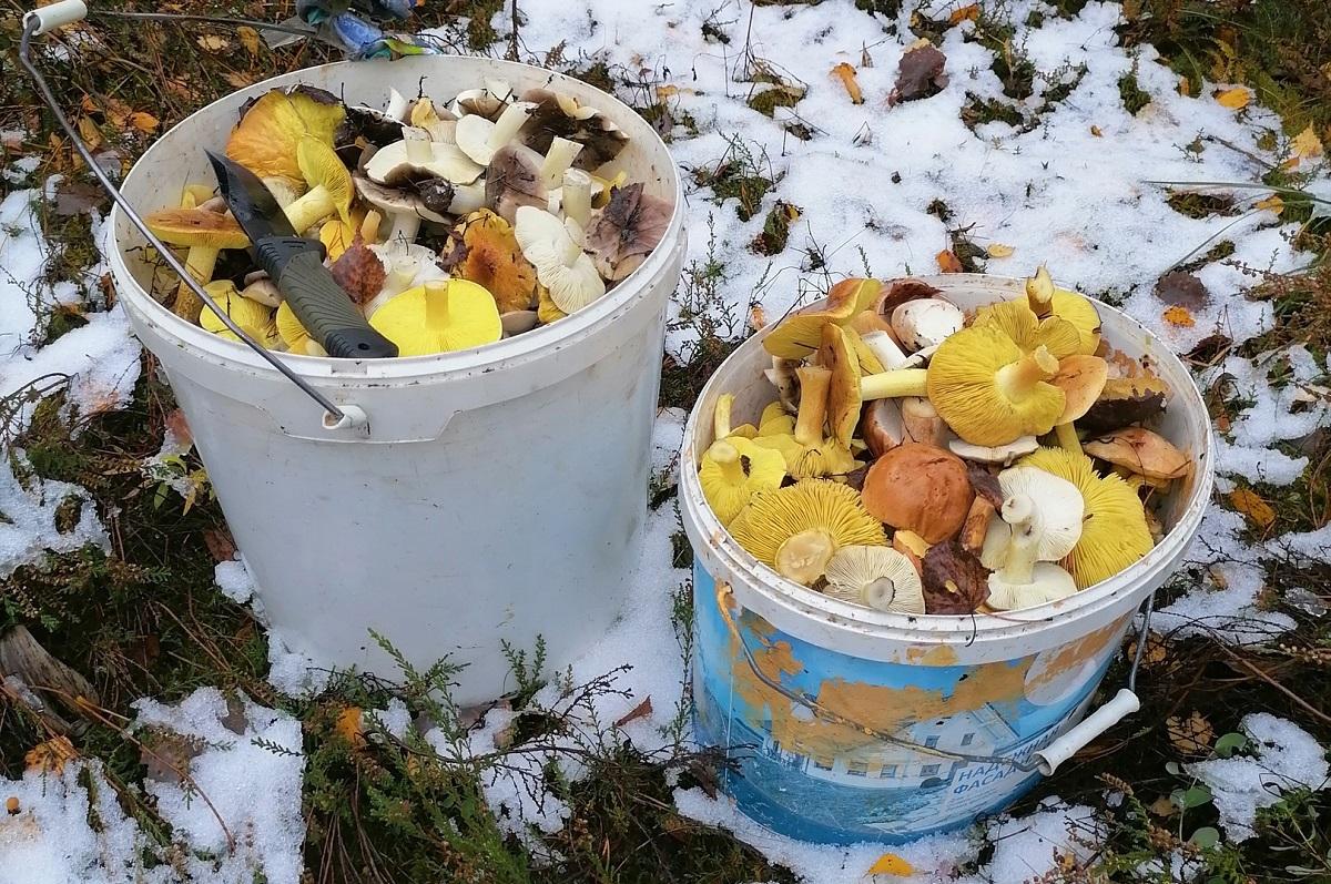 Есть и снег, и грибы