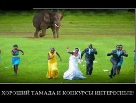 Наняли ведущего на свадьбу, а он не отзывается
