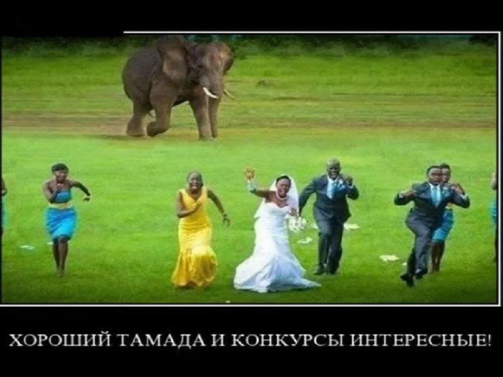 Свадебный юмор: 