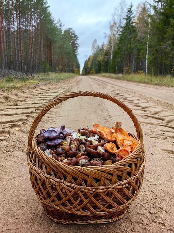 грибы