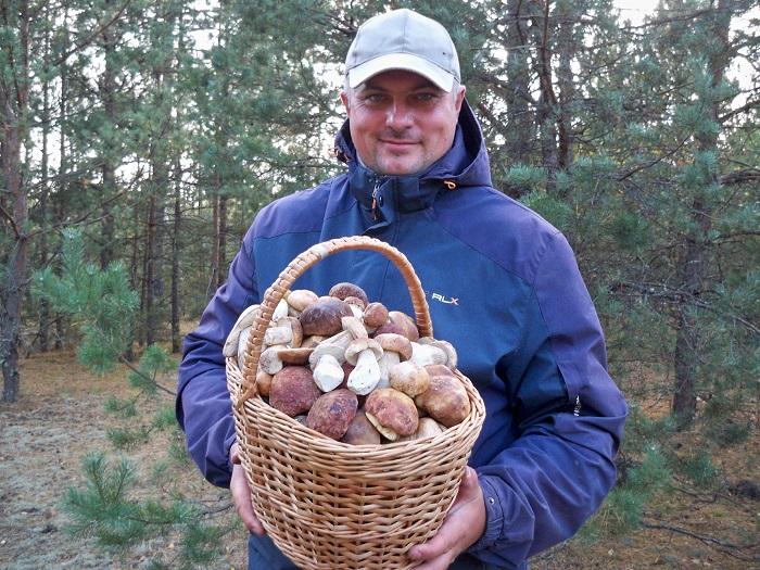 грибы боровики