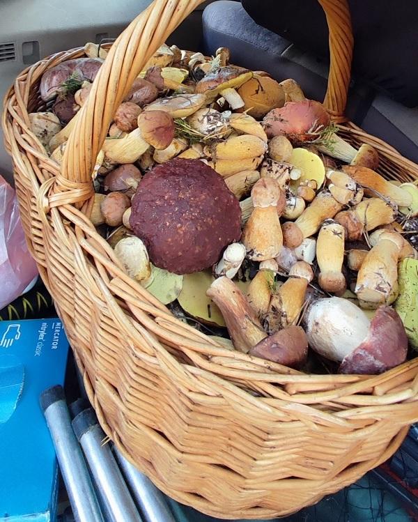 грибы боровики
