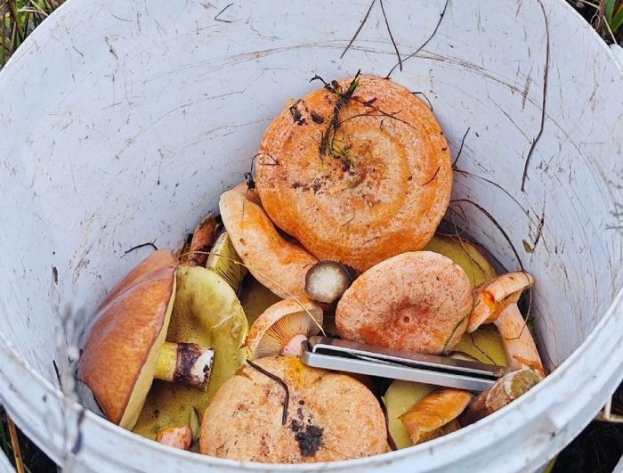 рыжики грибы