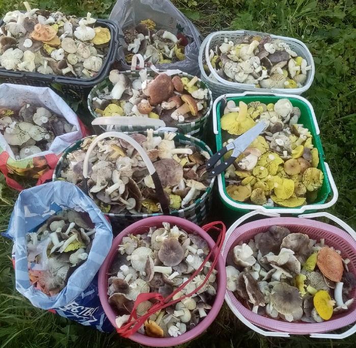 грибы зелёнки