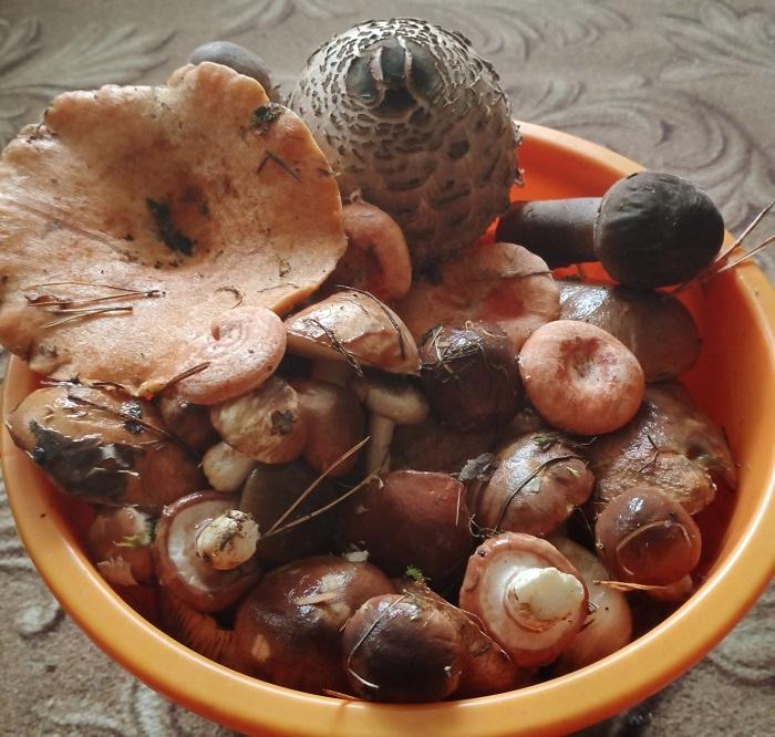рыжики грибы
