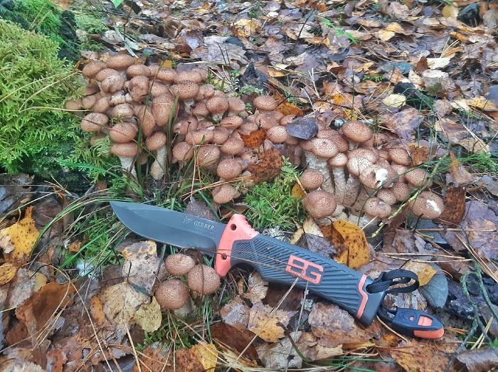опята грибы Барановичи