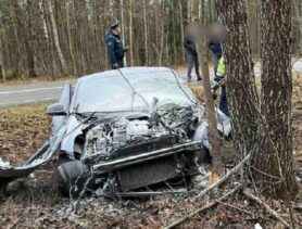 Лиса спровоцировала ДТП в Кобринском районе