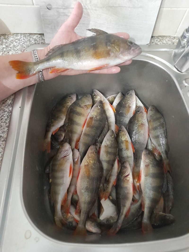 окунь