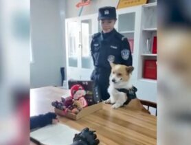 В Китае полицейского корги наказали за сон на рабочем месте