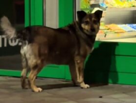 Собачка с заправки в Минске стала милотой в соцсетях