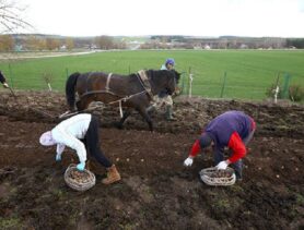 Более 120 выпускников передумали работать по распределению в Брестской области