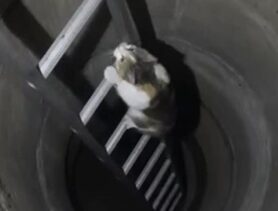 В Берёзовском районе умная кошка выбралась по лестнице спасателей