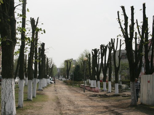 Алея в Ганцевичих