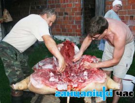 Африканская чума наводит панику
