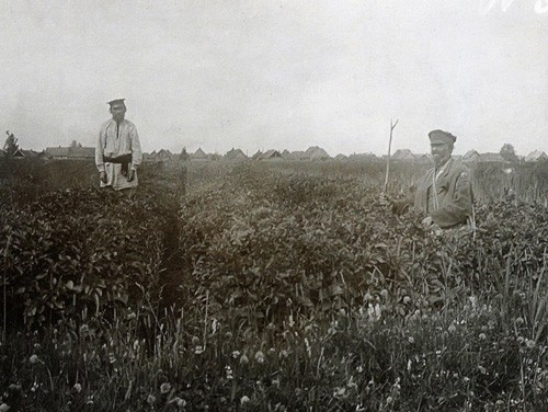 Поле. Пасевы на загонах. Вёска Раздзялавічы Пінскага павета. 1912 г. Фота з кнігі «Беларусы ў фотаздымках Ісака Сербава 1911 – 1912 гадоў»