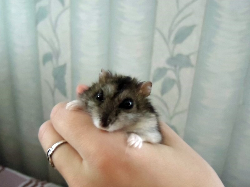 Хомяк Андрэ