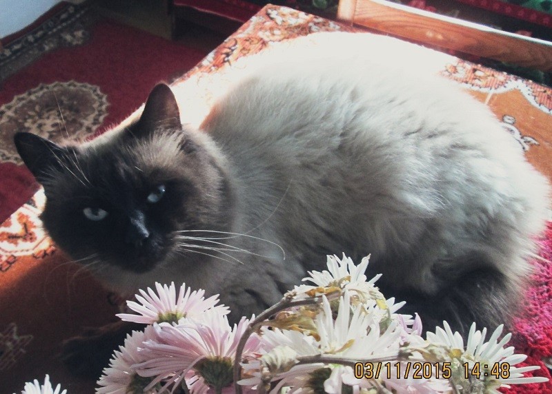 Кот Мурик