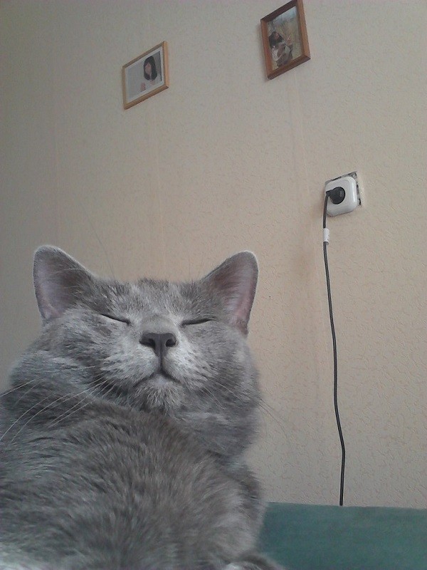 коГоша