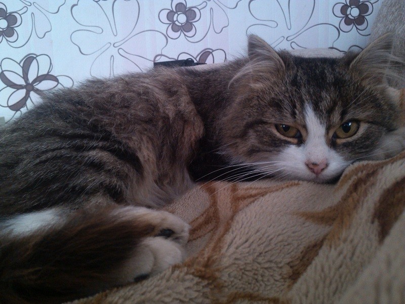 кот Вафлик