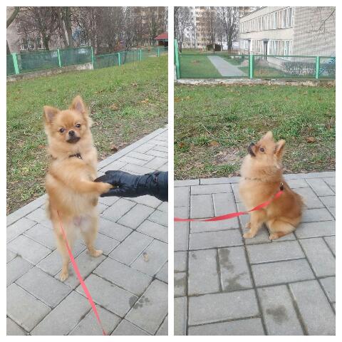 померанец Тайра