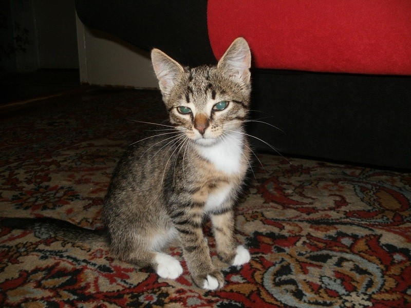 Кошка Исса