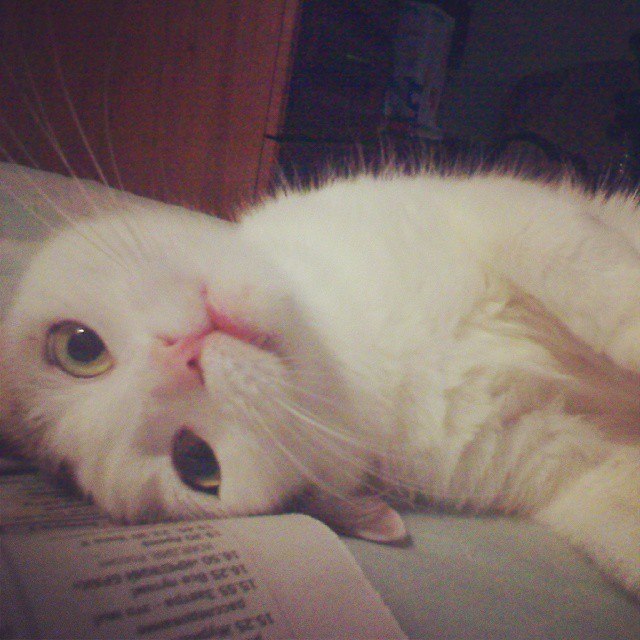 кошка Люся