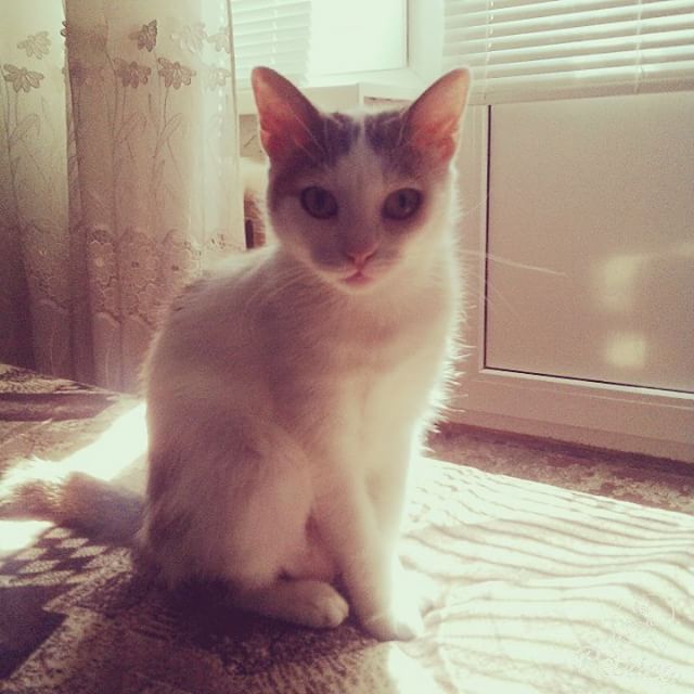 кошка Люся