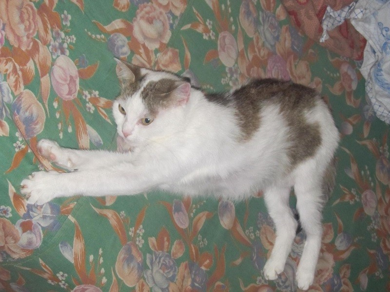 кошка Люся