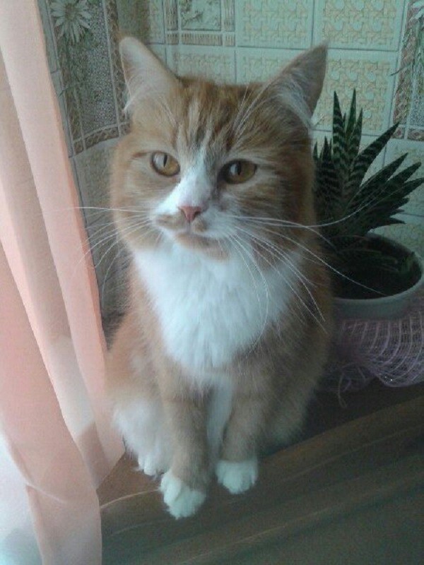 кошка Симка