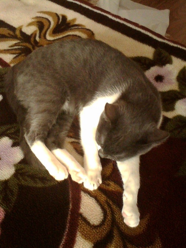 кошка Маня