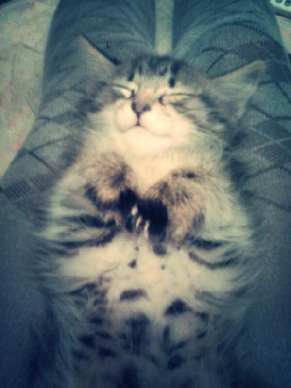 кот Марс