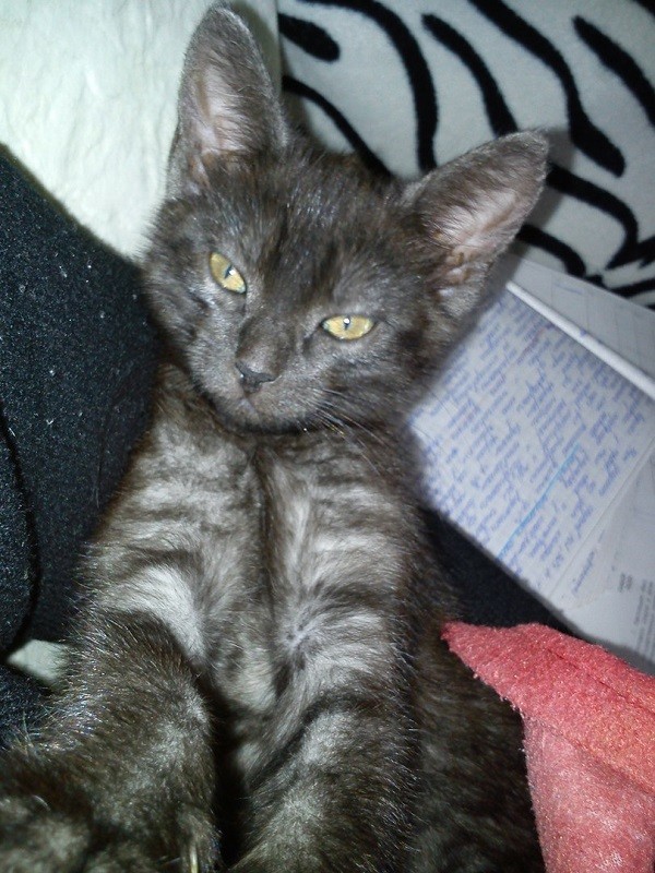 кошка Мелисса
