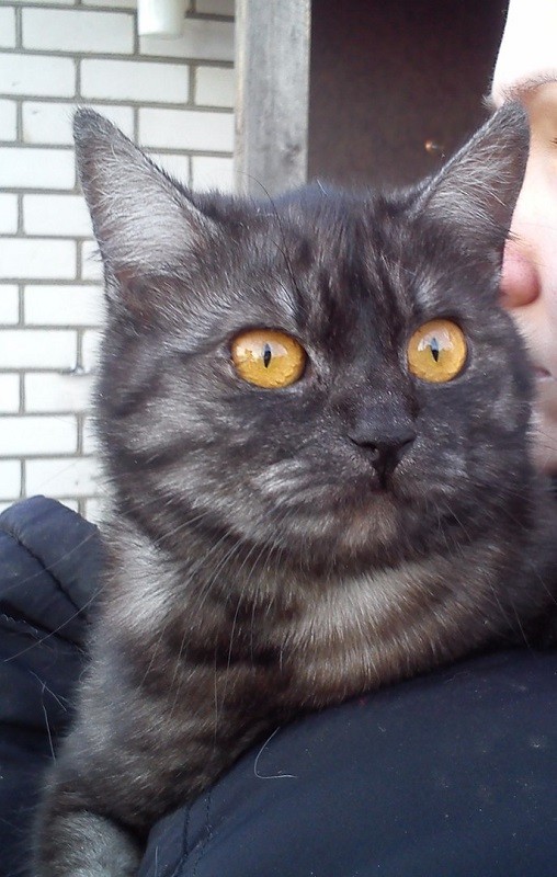 кошка Клеопатра