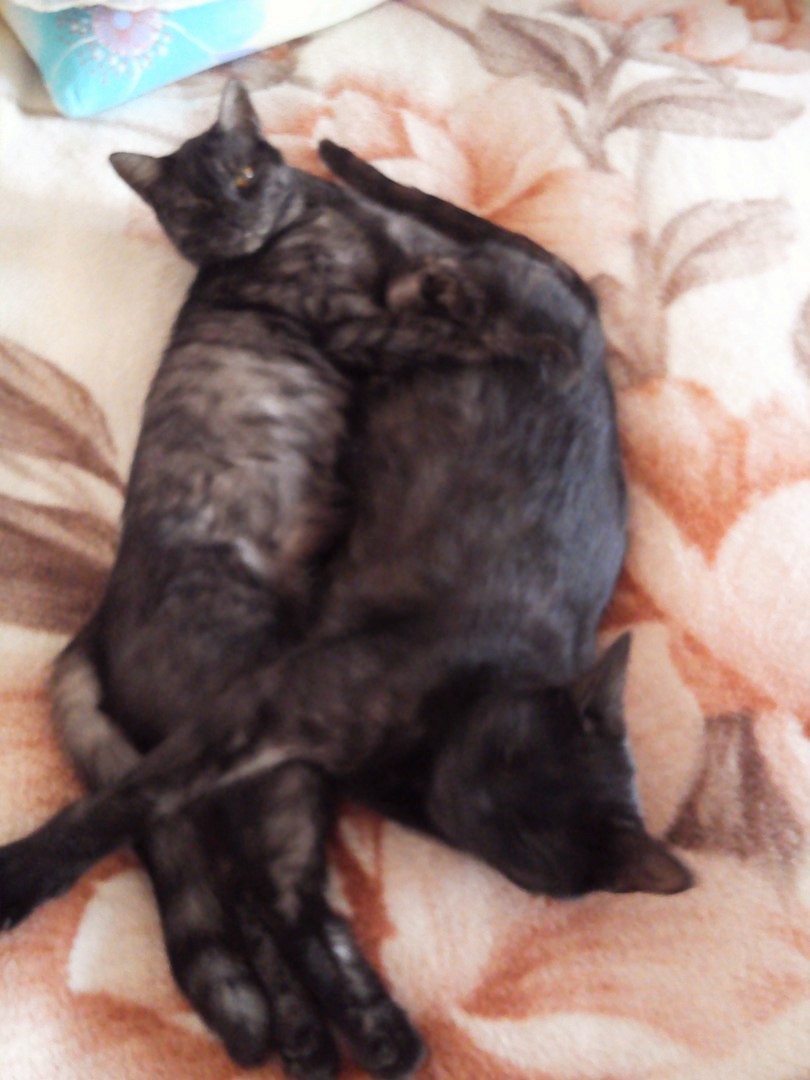Кошке Клёпе и Мелиссе весело и вдвоём