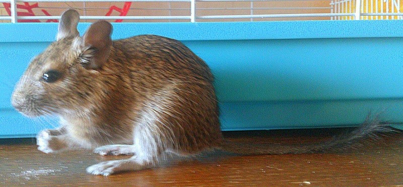 Боб