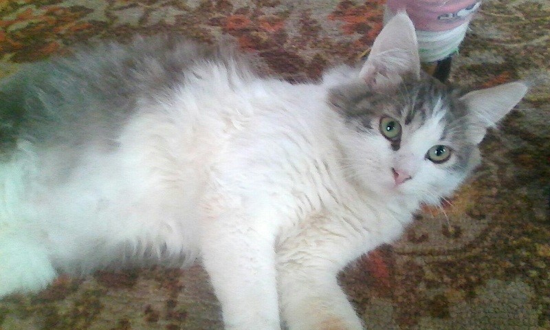 кот Тим
