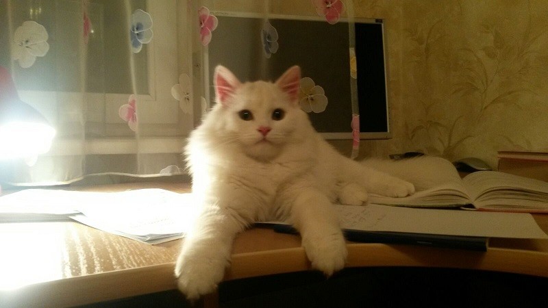 кот Монтик