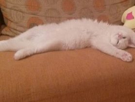 Из кровати утром рано выгоняет Монтик маму