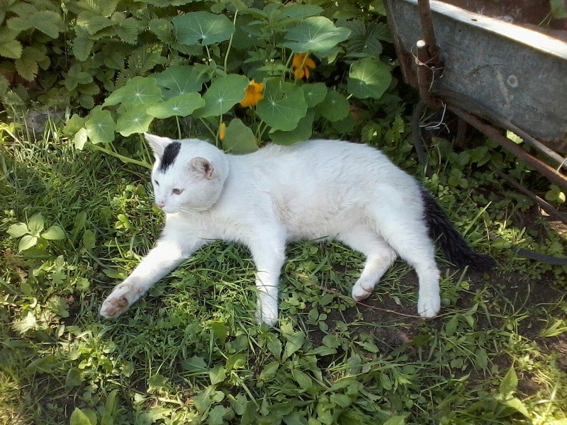 кот Барсик