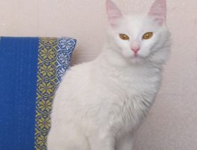 Кошка Мила породой  не отличается, но обладает белой и пушистой шубкой