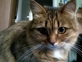 Кошка, которая гуляет сама по себе