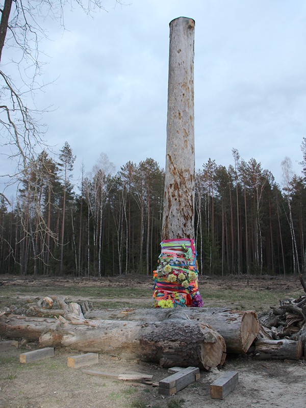 Сасна ў Ізбійскім бары