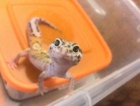 Эублефары — экзотические домашние питомцы