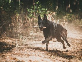 Лучшая служебная собака по поиску наркотических веществ